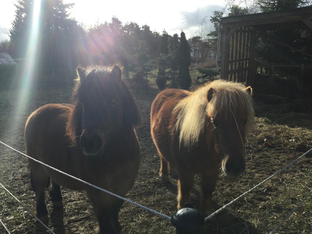 Zu Jeddelohs Lodge Hotel Gladenbach Kültér fotó